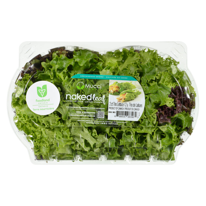 Mucci Farms Naked Leaf Laitue Vivante