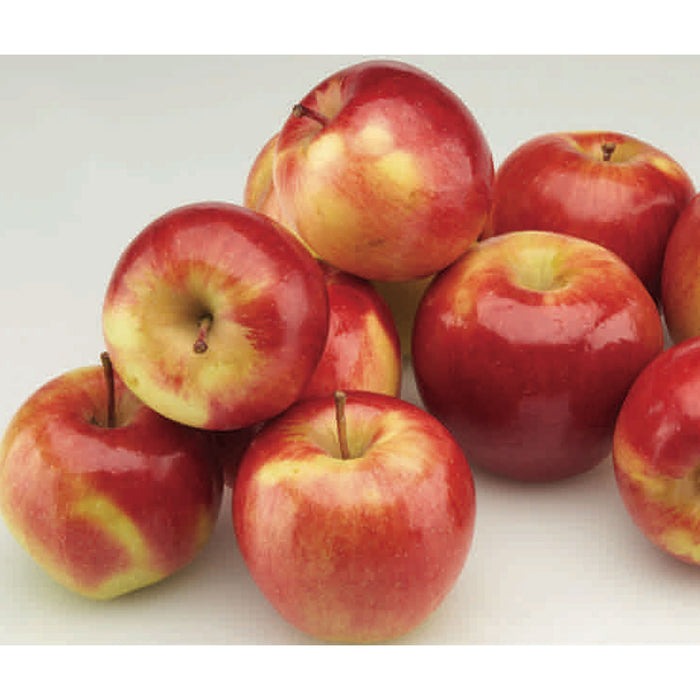 Pommes Ambrosia, 3 lb