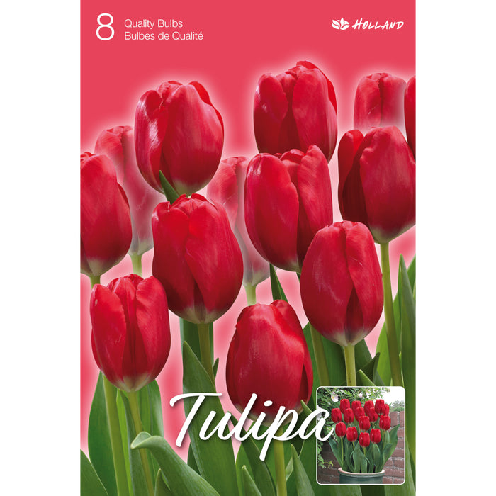 Tulip Bulbs