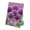 Collection de bulbes d'allium