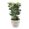 HomeStyles Eucalyptus/Lavender Plant In Pot, 7-in x 13-in.