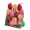 Bulbes de tulipes