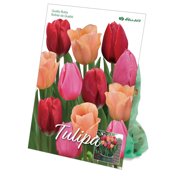 Bulbes de tulipes