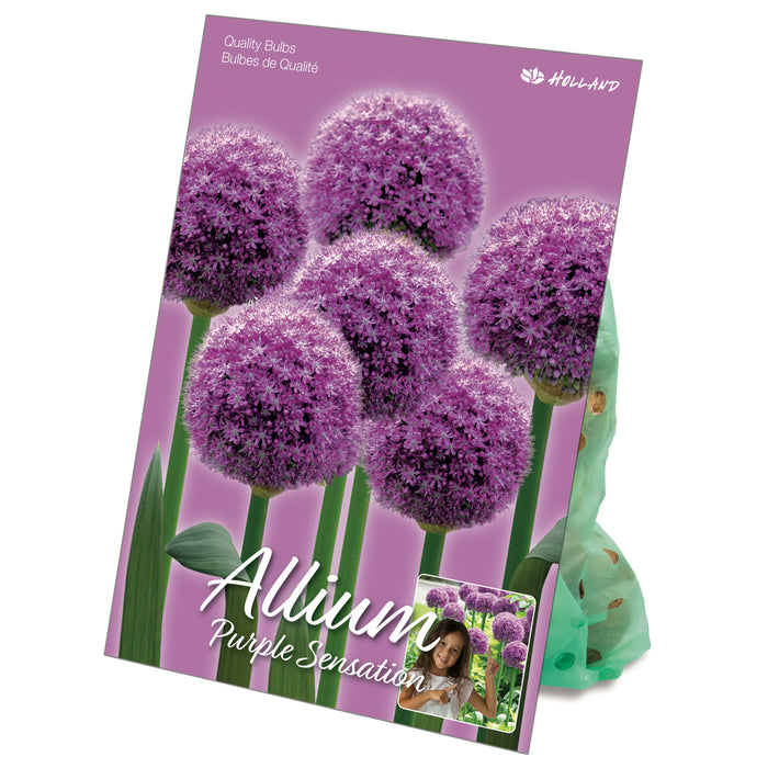 Bulbes d'alliums