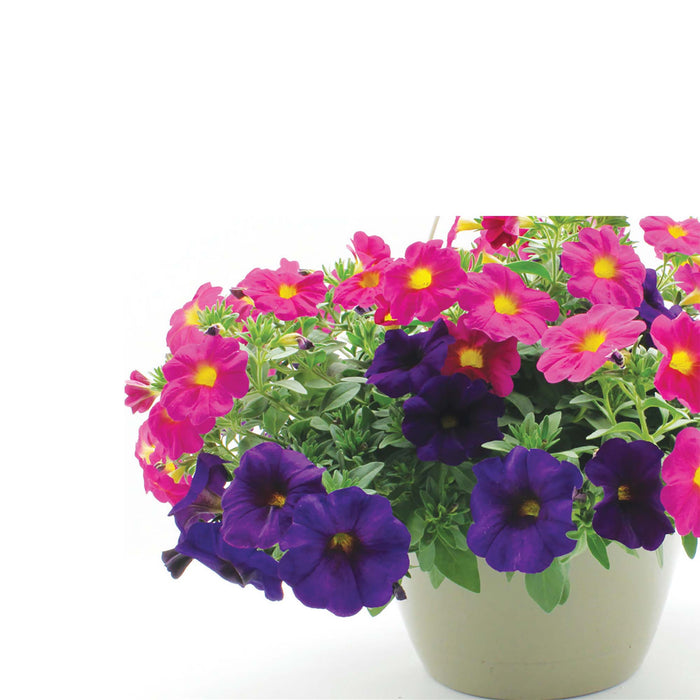 Panier à fleurs suspendu haut de gamme, 11 po