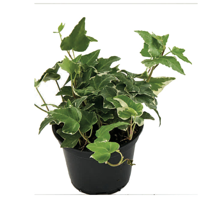 Plantes tropicales de première qualité, 4 po