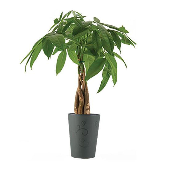 Arbre d’argent, 5 po