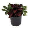 Plante tropicale - 4 po