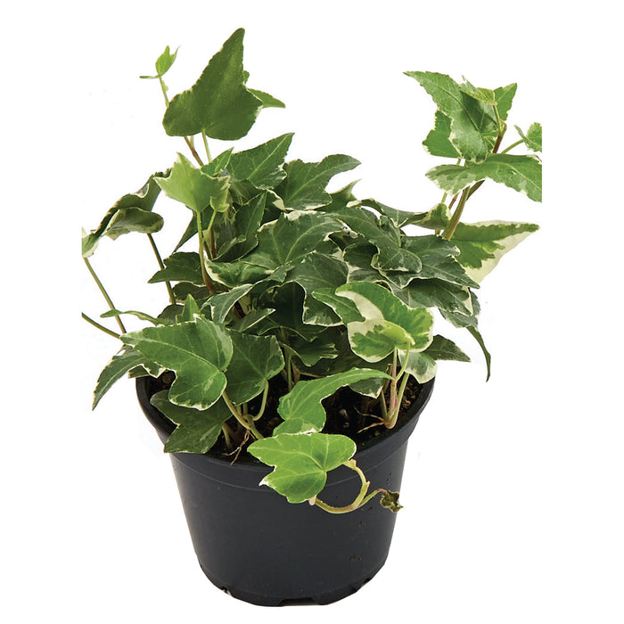 Plante tropicale, 4 po