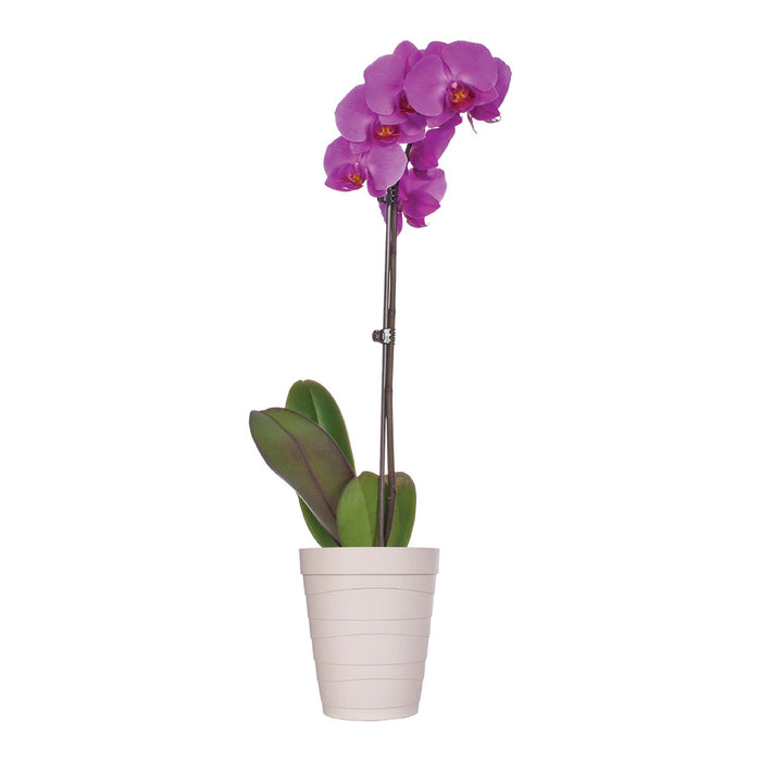 Premium Potted Orchid in Decorative Pot - 5in.