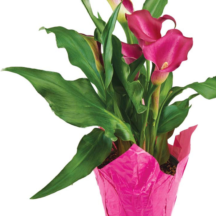 Calla Lily - 6 po