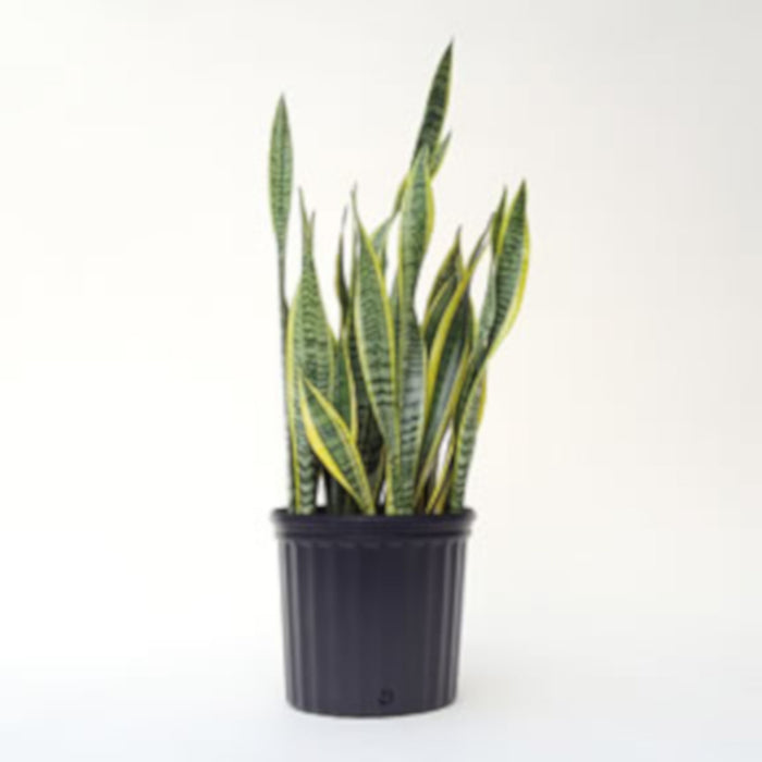 Snake Plant #18, 3.5-in.